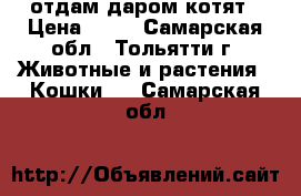 отдам даром котят › Цена ­ 10 - Самарская обл., Тольятти г. Животные и растения » Кошки   . Самарская обл.